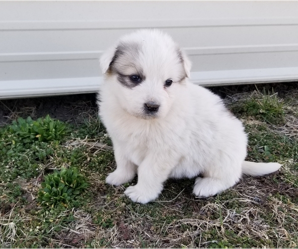 Medium Photo #4 Great Pyrenees Puppy For Sale in CLARK, MO, USA