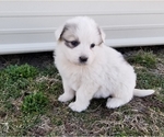 Small Photo #4 Great Pyrenees Puppy For Sale in CLARK, MO, USA