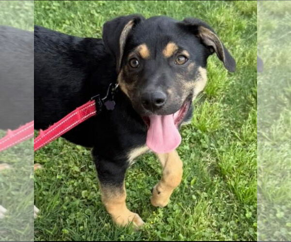 Medium Photo #2 Mutt Puppy For Sale in Lillian, TX, USA