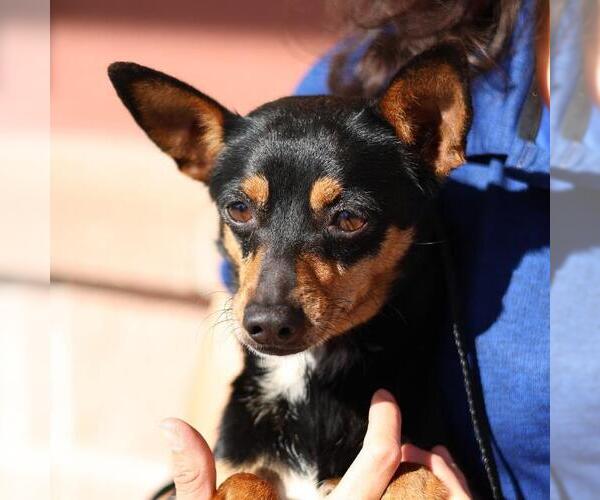 Medium Photo #1 Mutt Puppy For Sale in San Antonio, TX, USA