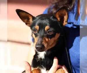 Mutt Dogs for adoption in San Antonio, TX, USA