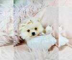 Puppy Financing Pomeranian