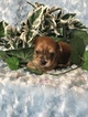 Small Photo #27 Yorkshire Terrier Puppy For Sale in KYLE, TX, USA