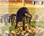 Small #8 Miniature Labradoodle