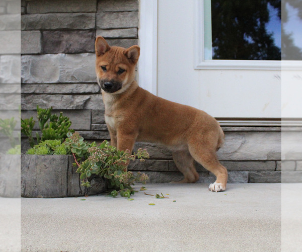 Medium Photo #3 Shiba Inu Puppy For Sale in CANTON, SD, USA