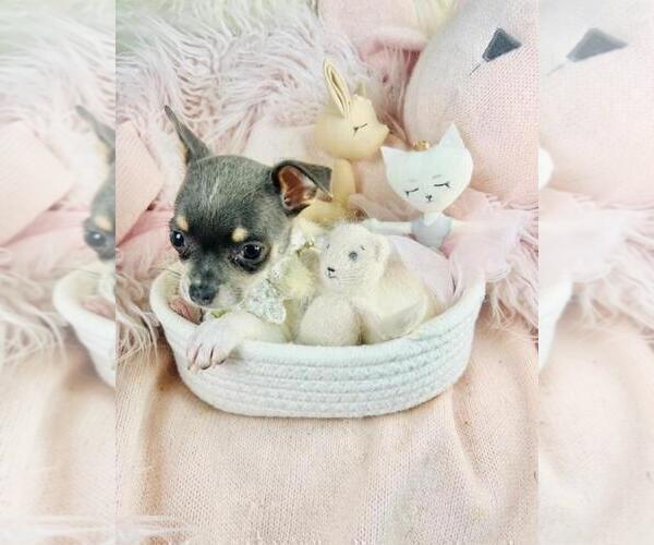 Medium Photo #13 Chihuahua Puppy For Sale in WINTER PARK, FL, USA