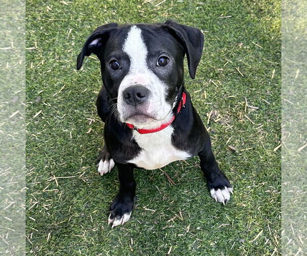 Medium Photo #4 Boxer-Unknown Mix Puppy For Sale in Brooklyn Center, MN, USA