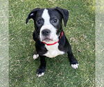 Small #3 Boxer Mix