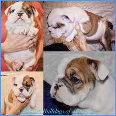 English Bulldogge Puppy for sale in SAN ANTONIO, TX, USA
