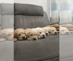 Small #2 Golden Retriever