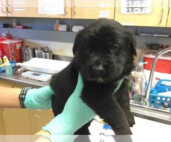 Medium Photo #2 Australian Shepherd-German Shepherd Dog Mix Puppy For Sale in Riverside, CA, USA