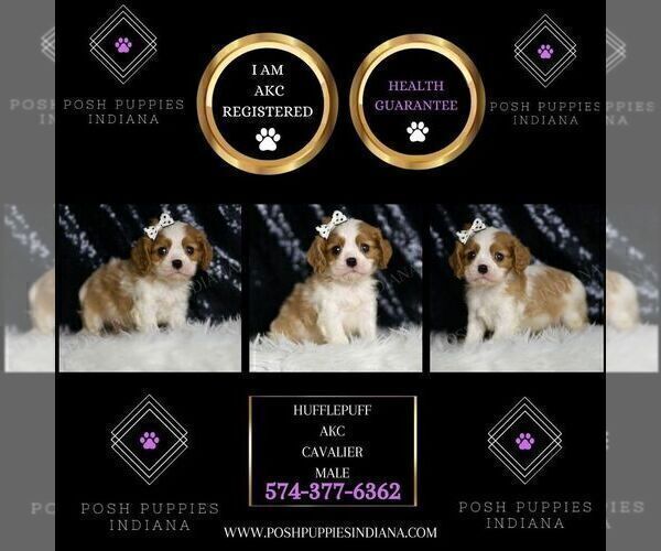 Medium Photo #3 Cavalier King Charles Spaniel Puppy For Sale in WARSAW, IN, USA