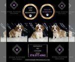Small Photo #3 Cavalier King Charles Spaniel Puppy For Sale in WARSAW, IN, USA