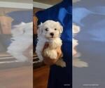 Small #4 Maltipoo (Miniature)