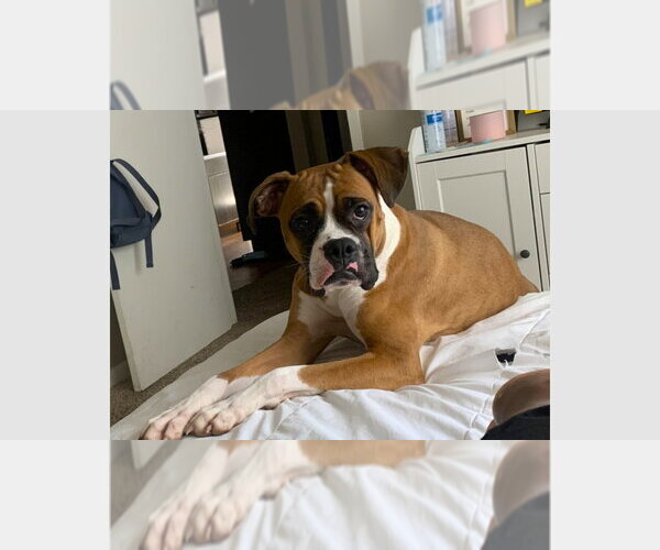 Medium Photo #1 Boxer Puppy For Sale in Austin, TX, USA