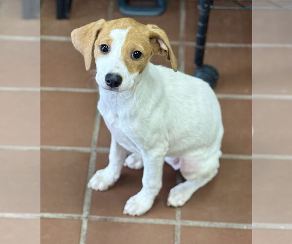 Medium Photo #6 Chiweenie Puppy For Sale in Jefferson, NJ, USA