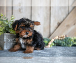 Small Photo #9 Yorkshire Terrier Puppy For Sale in GREENWICH, OH, USA