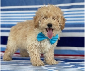 Goldendoodle Puppy for sale in LANCASTER, PA, USA