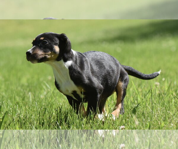 Medium Photo #10 Shepweiller Puppy For Sale in Mechanicsburg, PA, USA
