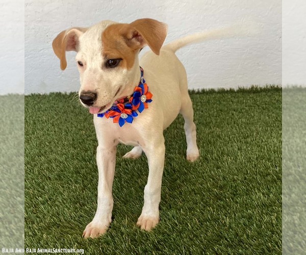 Medium Photo #3 Jack Russell Terrier-Unknown Mix Puppy For Sale in San Diego, CA, USA