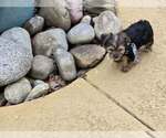Small #4 Yorkshire Terrier