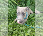 Small #1 Labrador Retriever Mix