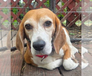 Beagle Dogs for adoption in Crystal, MN, USA