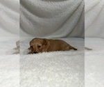 Small Photo #11 Cavapoo mix (+ Poodle Miniature) Puppy For Sale in MUNFORDVILLE, KY, USA