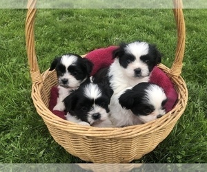 Shih Tzu Puppy for Sale in CORVALLIS, Oregon USA
