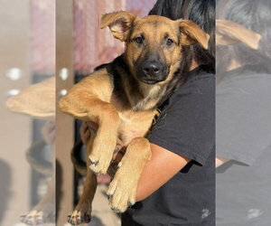 Mutt Dogs for adoption in Andover, MN, USA