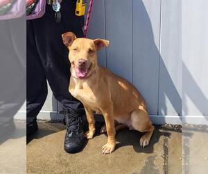 American Staffordshire Terrier-Unknown Mix Dogs for adoption in Louisville, KY, USA