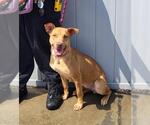 Small American Staffordshire Terrier Mix