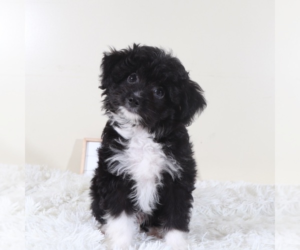 Medium Photo #5 Aussiedoodle Toy Puppy For Sale in MOUNT VERNON, OH, USA