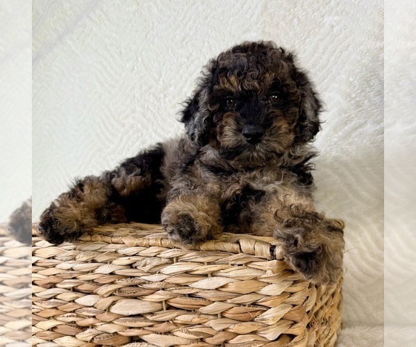 Medium Photo #2 Cock-A-Poo Puppy For Sale in GREENFIELD, IN, USA