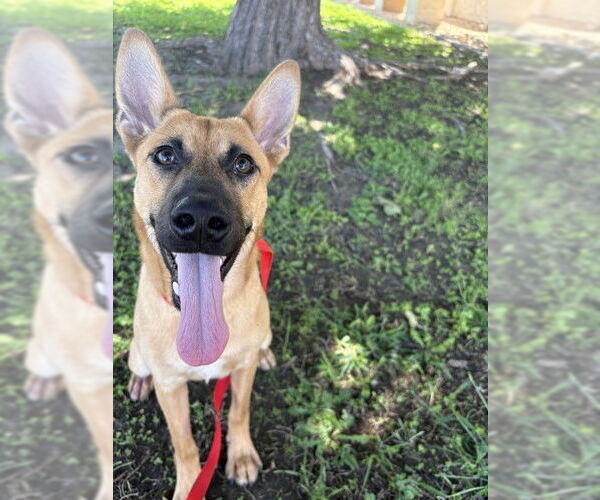 Medium Photo #2 German Shepherd Dog-Unknown Mix Puppy For Sale in San Bernardino, CA, USA