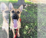 Small #1 German Shepherd Dog Mix