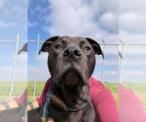Sid - Male Mutt Dog for Adoption - Photo #8