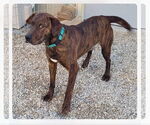 Small #3 German Shorthaired Pointer-Treeing Walker Coonhound Mix