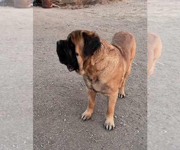 Medium Photo #6 Mastiff Puppy For Sale in LITTLETON, CO, USA