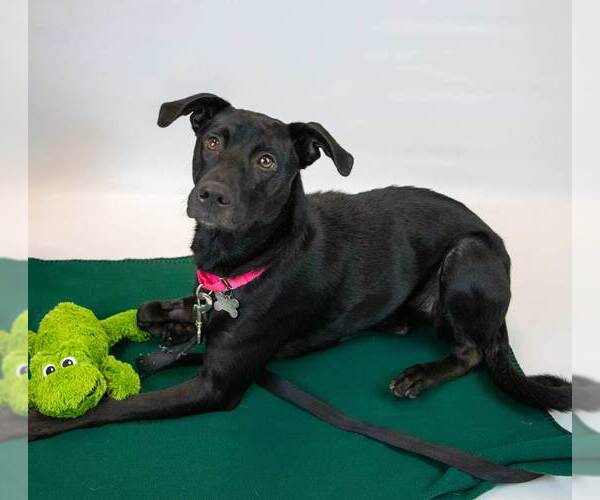 Medium Photo #5 Sheprador Puppy For Sale in Kennesaw, GA, USA