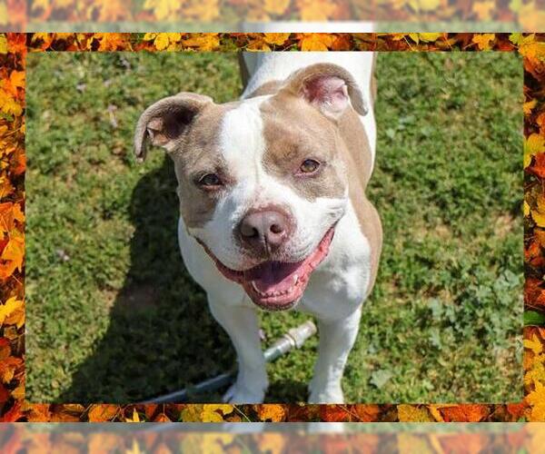 Medium Photo #9 American Pit Bull Terrier Puppy For Sale in Ojai, CA, USA