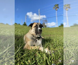 Mutt Dogs for adoption in Royal Palm Beach, FL, USA