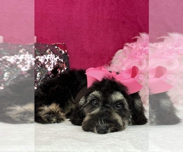 Medium Photo #12 Miniature Bernedoodle Puppy For Sale in BULLARD, TX, USA
