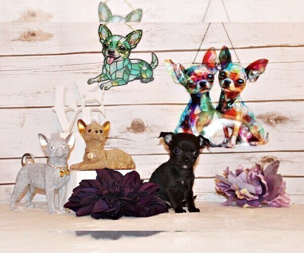 Medium Photo #104 Chihuahua Puppy For Sale in CHARLESTON, AR, USA