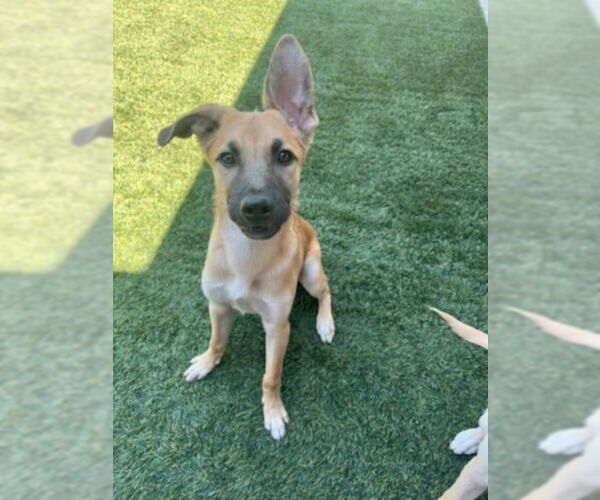 Medium Photo #1 Australian Shepherd-Chihuahua Mix Puppy For Sale in Visalia, CA, USA