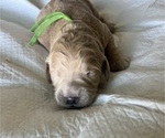 Small #7 Goldendoodle