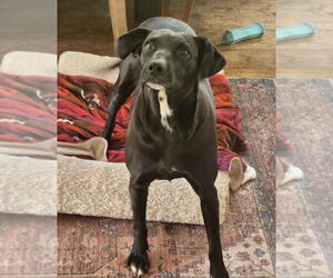 Audra - Female Labrador Retriever-Unknown Mix Dog for Adoption - Photo #3