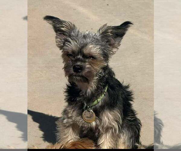 Medium Photo #1 Mutt Puppy For Sale in Vail, AZ, USA