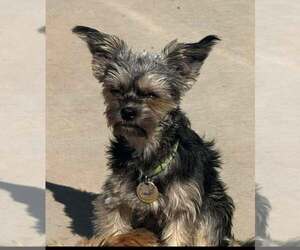 Mutt Dogs for adoption in Vail, AZ, USA