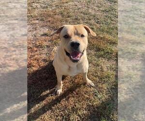 Labrador Retriever-Unknown Mix Dogs for adoption in Lee's Summit, MO, USA